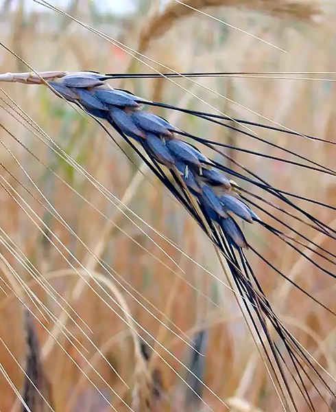 Пшеница Эммер 